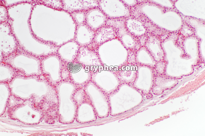 Glande lacrymale x25 - gryphea.com